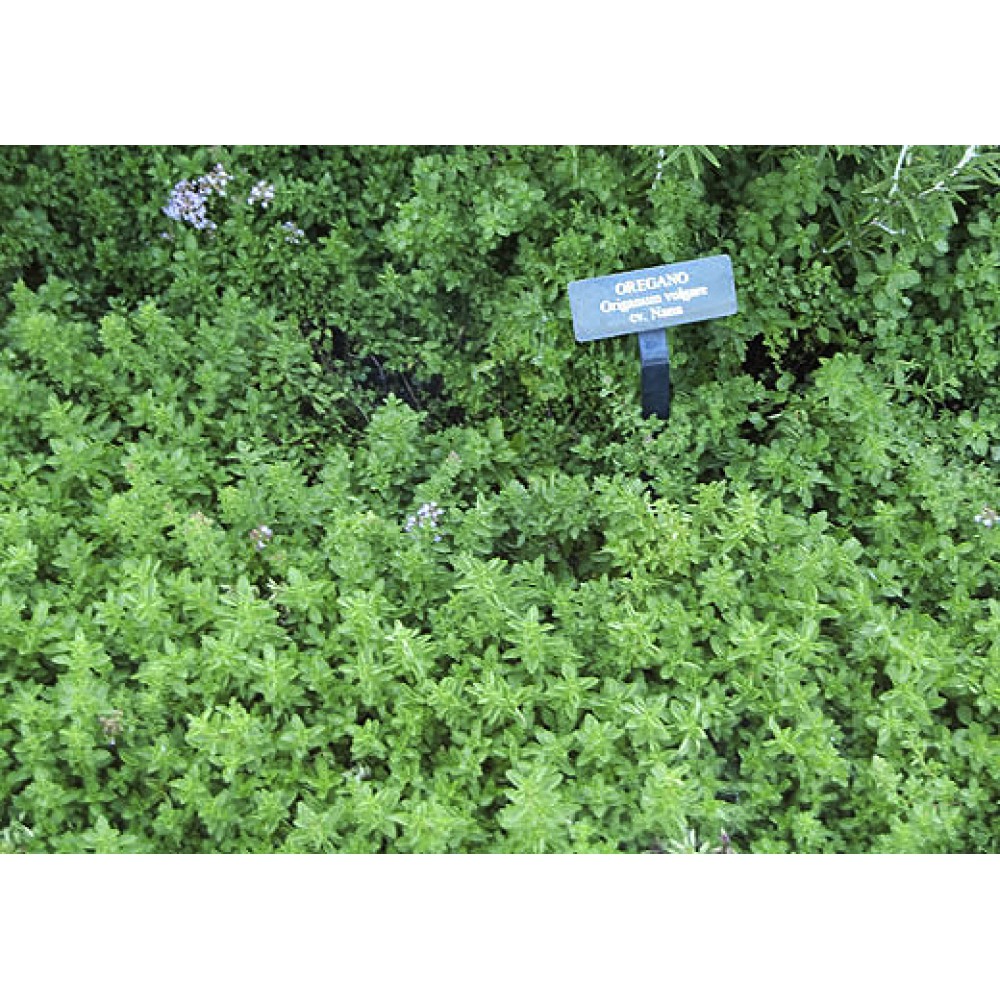 بذر مرزنجوش وحشی