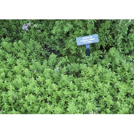 بذر مرزنجوش وحشی