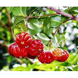 بذر درخت گیلاس سورینام