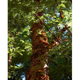 بذر درخت افرا پوست کاغذی بذر درخت افرا پوست کاغذی