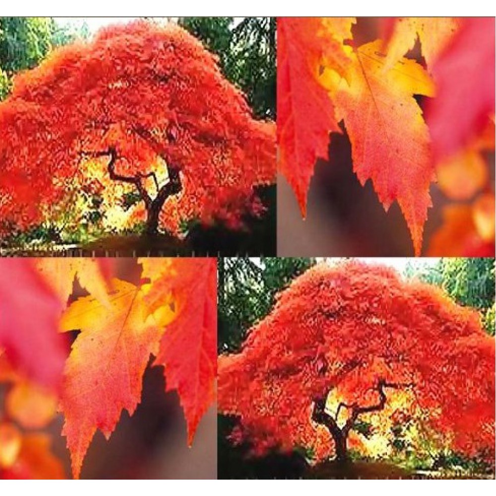 بذر افرا رنگی بذر افرا رنگی