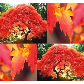 بذر افرا رنگی