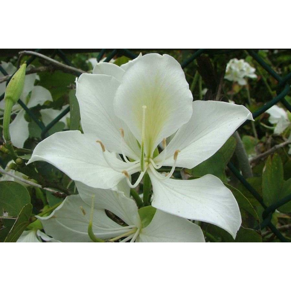 بذر ارکیده درختی بائوهینیا سفید بذر ارکیده درختی بائوهینیا سفید