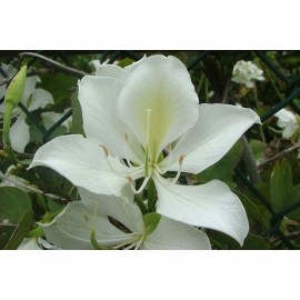 بذر ارکیده درختی بائوهینیا سفید