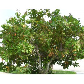 بذر بادام هندی بذر بادام هندی