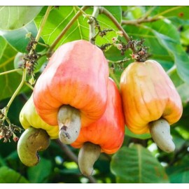 بذر بادام هندی