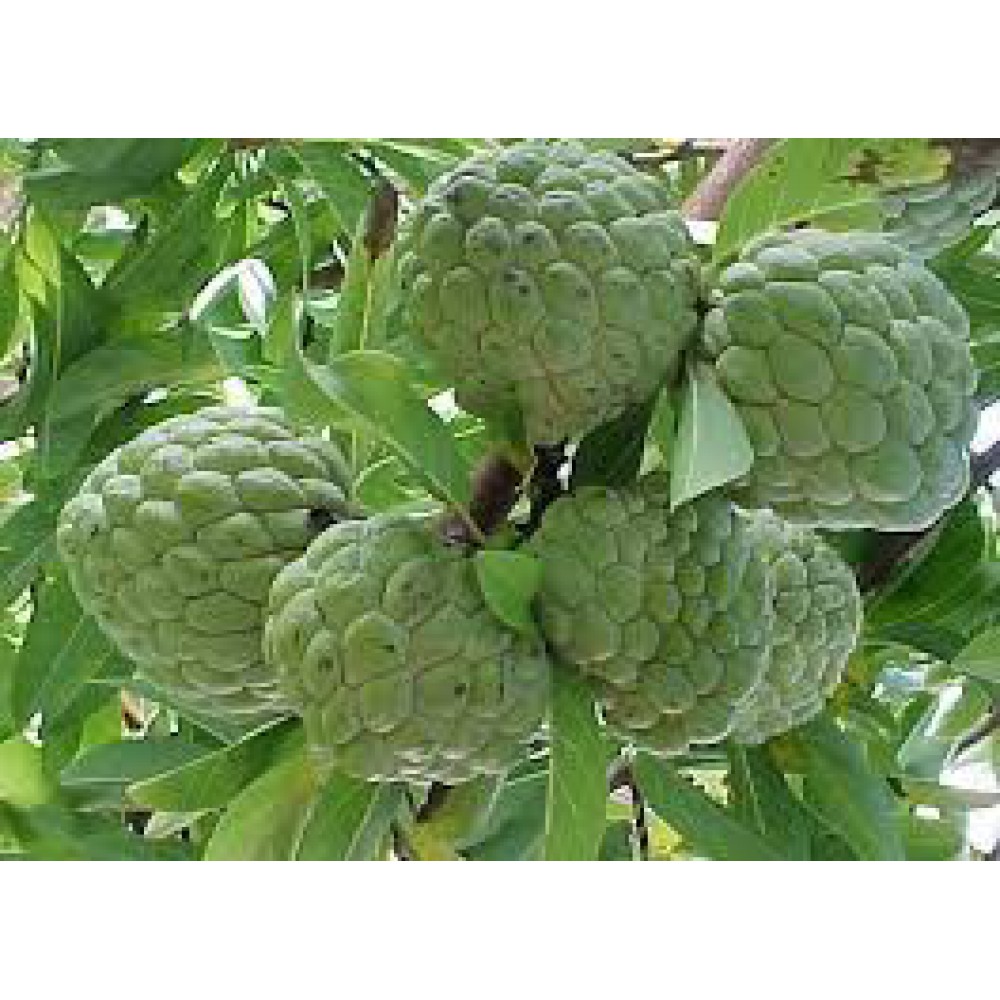 بذر شوگر اپل غول پیکر