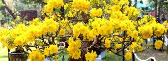 بذر درخت ساکورا ژاپنی زرد