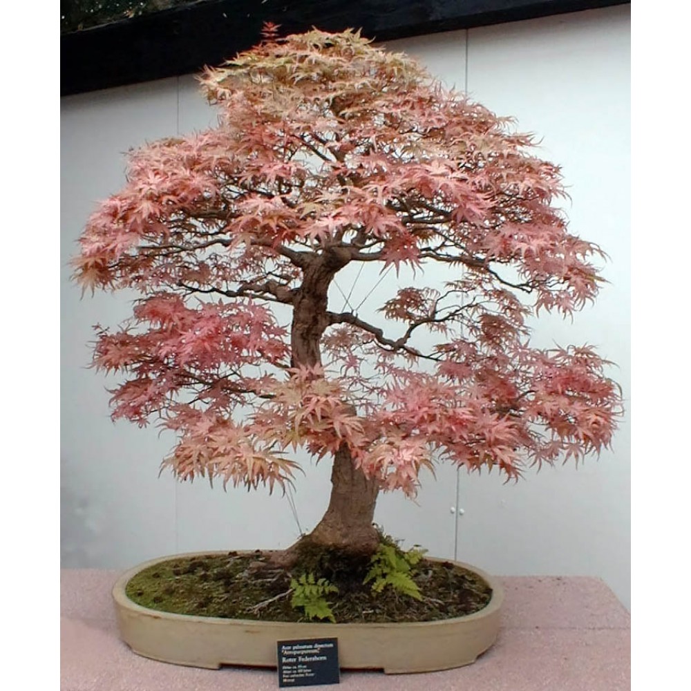 بذر درخت افرا پوست کاغذی بذر درخت افرا پوست کاغذی