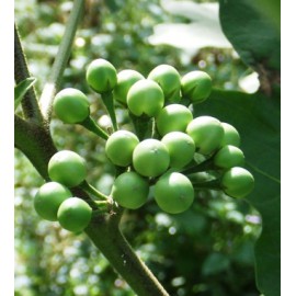 بذر بادمجان نخودی