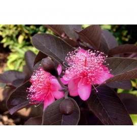 بذر گواوا بنفش بذر گواوا بنفش