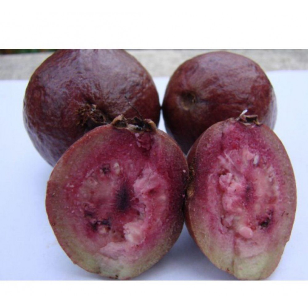 بذر گواوا بنفش بذر گواوا بنفش