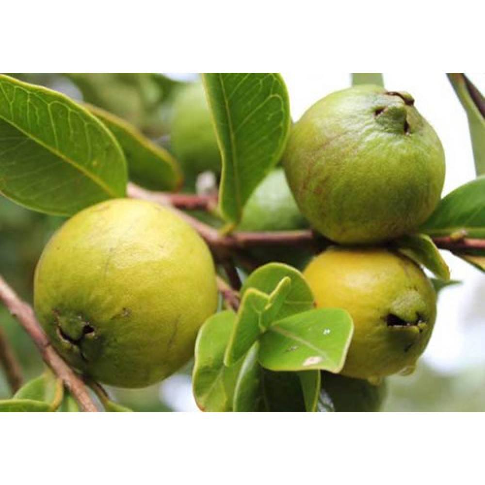 بذر درخت گواوا سبز