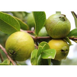 بذر درخت گواوا سبز