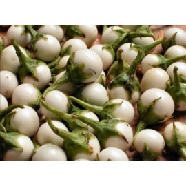 بذر بادمجان کوکولای تایلندی