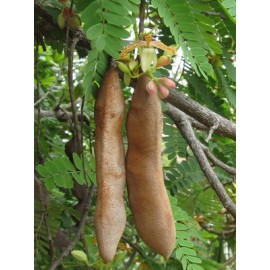 بذر درخت تمرهندی