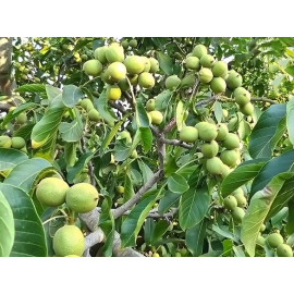بذر گردو پر محصول دیرگل