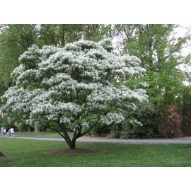 بذر ارکیده درختی بائوهینیا سفید بذر ارکیده درختی بائوهینیا سفید