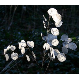 بذر گیاه سکه ای