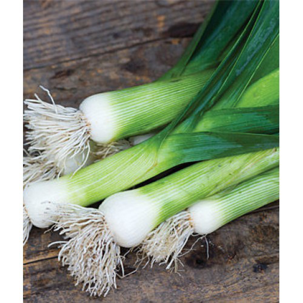 بذر تره فرنگی داون جاینت بذر تره فرنگی داون جاینت