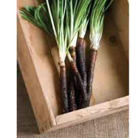 بذر سالسیفی سیاه آلمانی