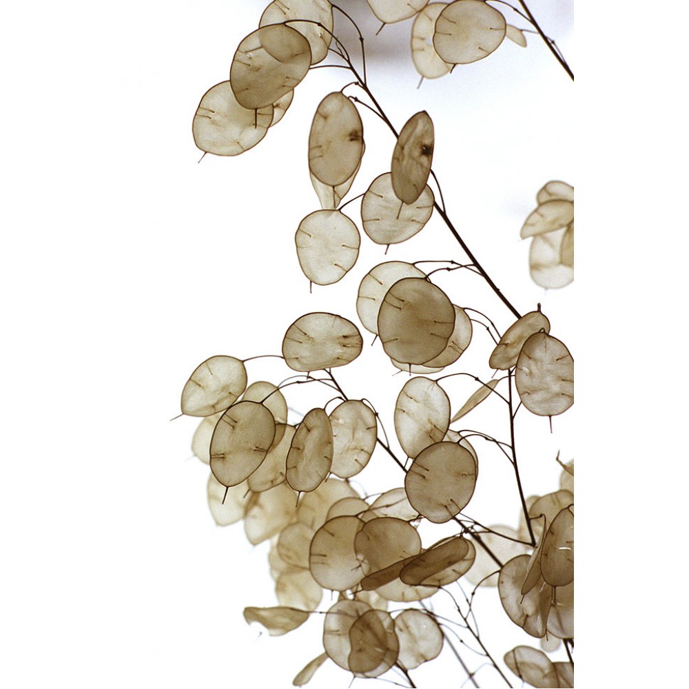 بذر گیاه سکه ای بذر گیاه سکه ای