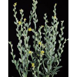 بذر گیاه سکه‌ای سردسیر