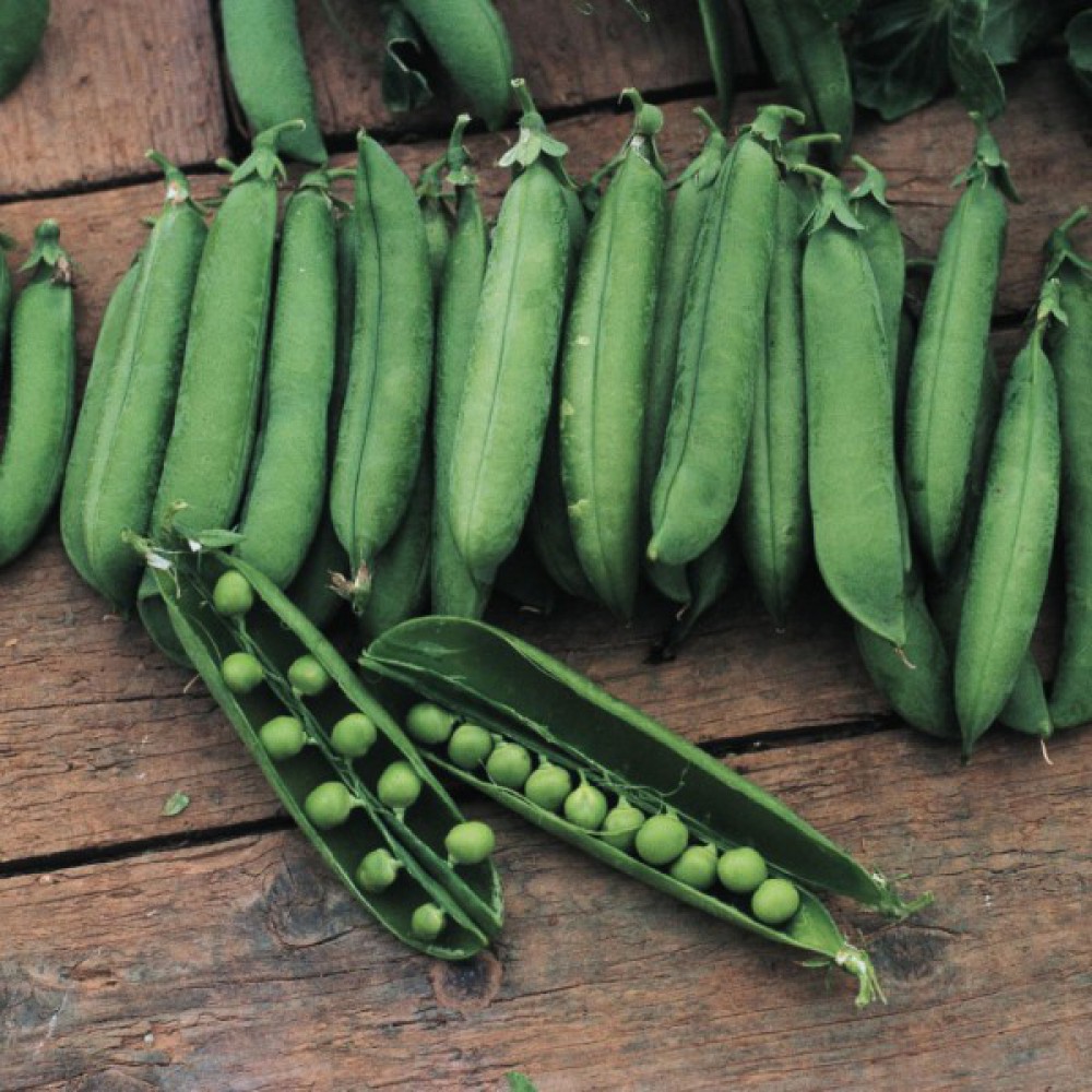 بذر نخود فرنگی اتریلو بذر نخود فرنگی اتریلو