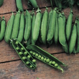 بذر نخود فرنگی اتریلو