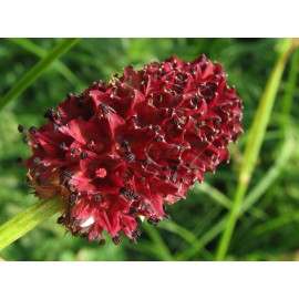 بذر گیاه توت روباهی بذر گیاه توت روباهی