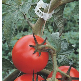 گیره نگهدارنده بوته