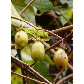 بذر کیوی پیچ نقرهای بذر کیوی پیچ نقرهای