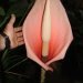 کاشت گل آمورفوفالوس بولبیفر