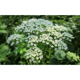 بذر زنیان رومی