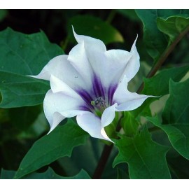 بذر گل بوقی جیمسون