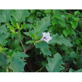 بذر گل بوقی جیمسون بذر گل بوقی جیمسون