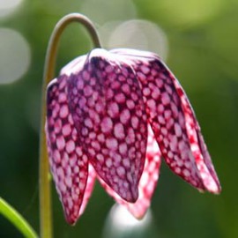 بذر لاله واژگون کلهماری