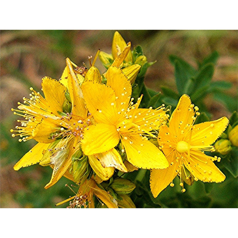 بذر گل راعی