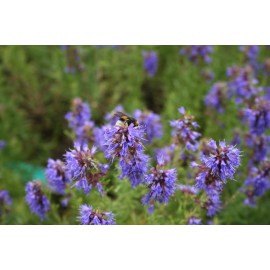 بذر گیاه زوفا بذر گیاه زوفا