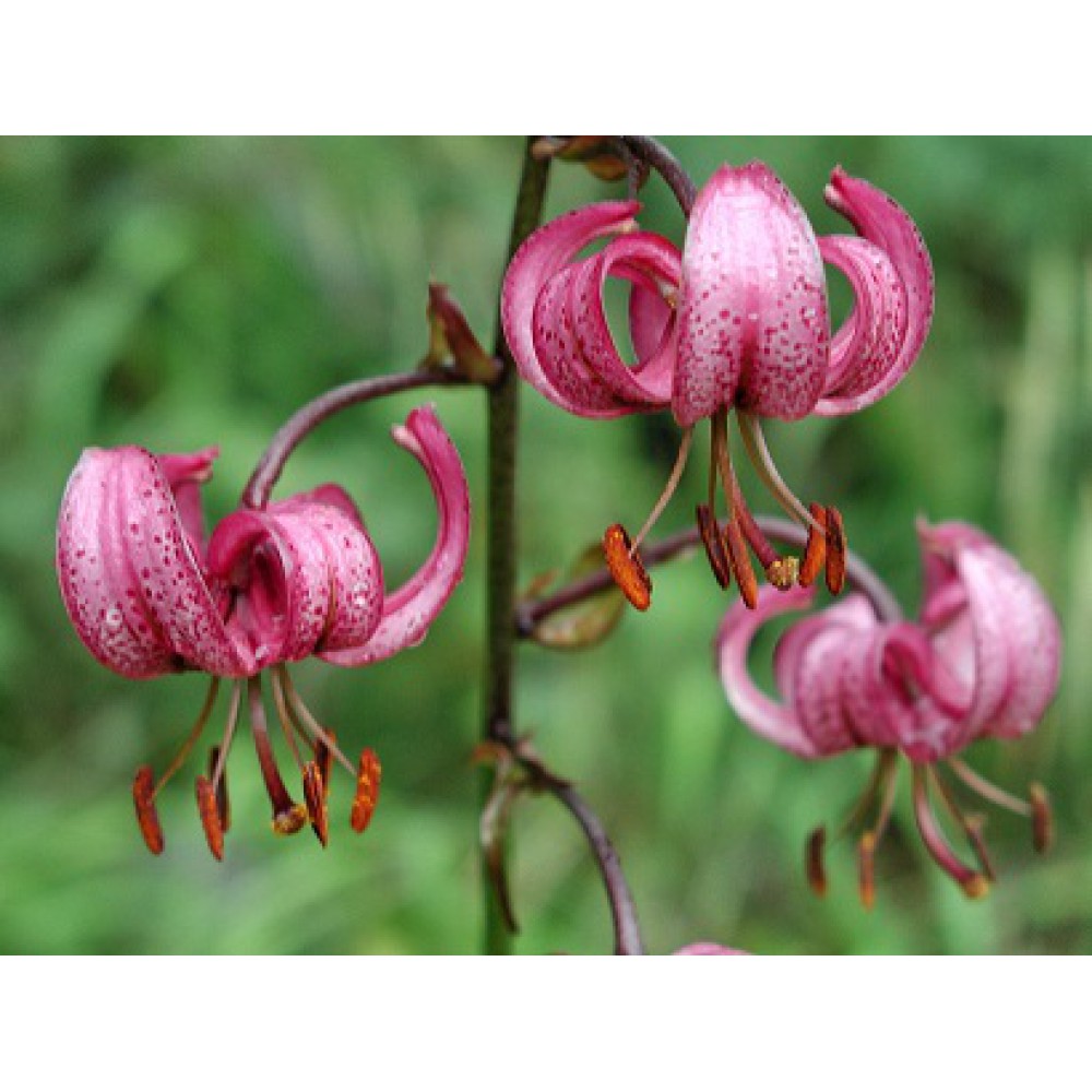 بذر لیلیوم مارتاگون