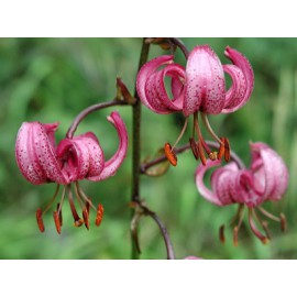 بذر لیلیوم مارتاگون