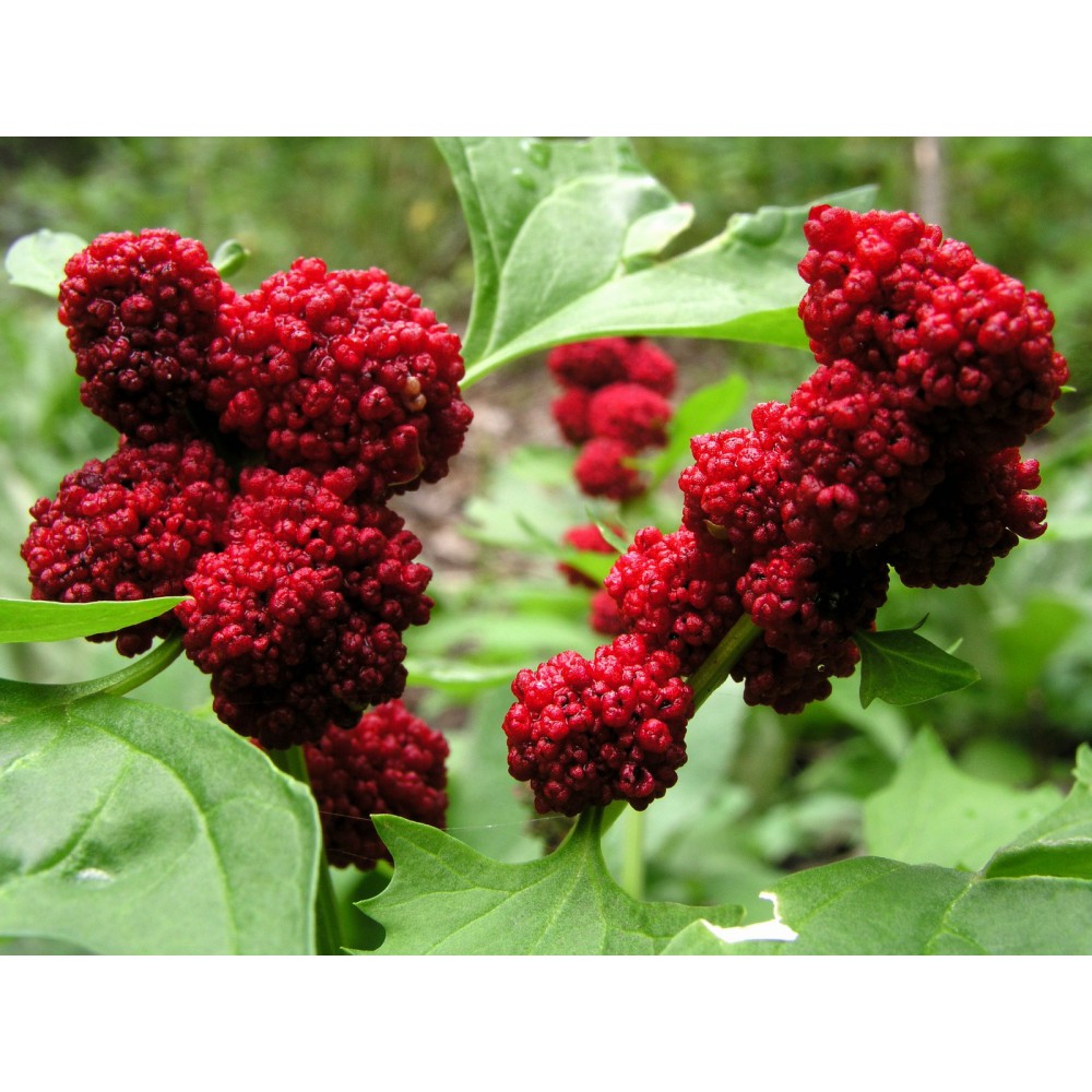 بذر توت فرنگی بلایت بذر توت فرنگی بلایت