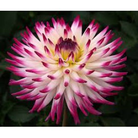 بذر گل کوکب کاکتوسی رنگ مخلوط بذر گل کوکب کاکتوسی رنگ مخلوط