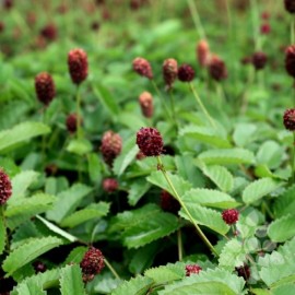 بذر گیاه توت روباهی