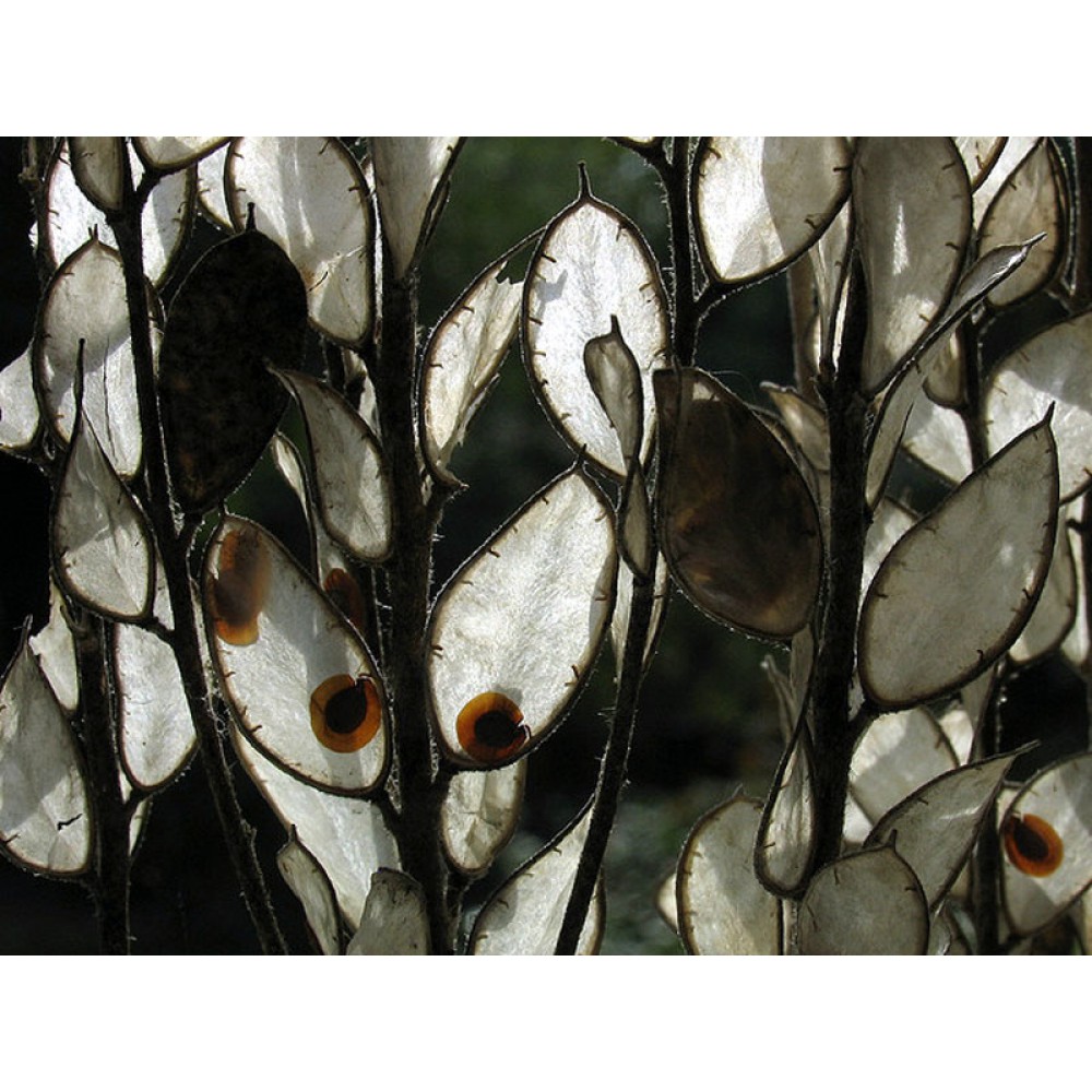 بذر گیاه سکه‌ای سردسیر