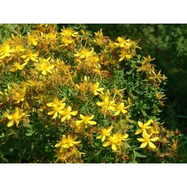 بذر گل راعی بذر گل راعی