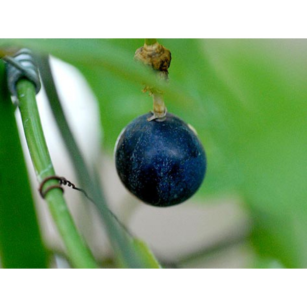 بذر پشن فروت دوگلی بذر پشن فروت دوگلی