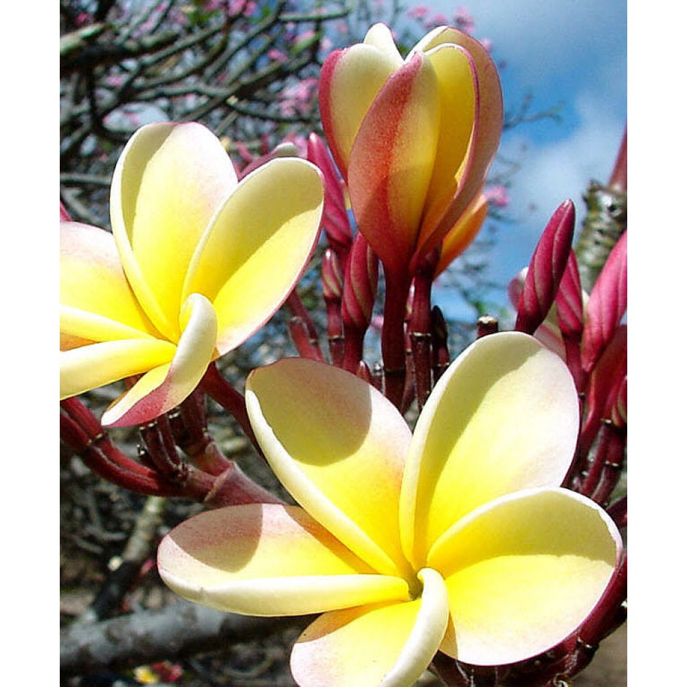 بذر پلومریا بذر پلومریا