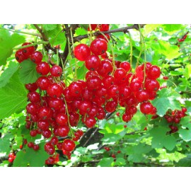 بذر انگور فرنگی قرمز بذر انگور فرنگی قرمز