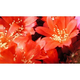 بذر ربوتیا مینوسکولا بذر ربوتیا مینوسکولا